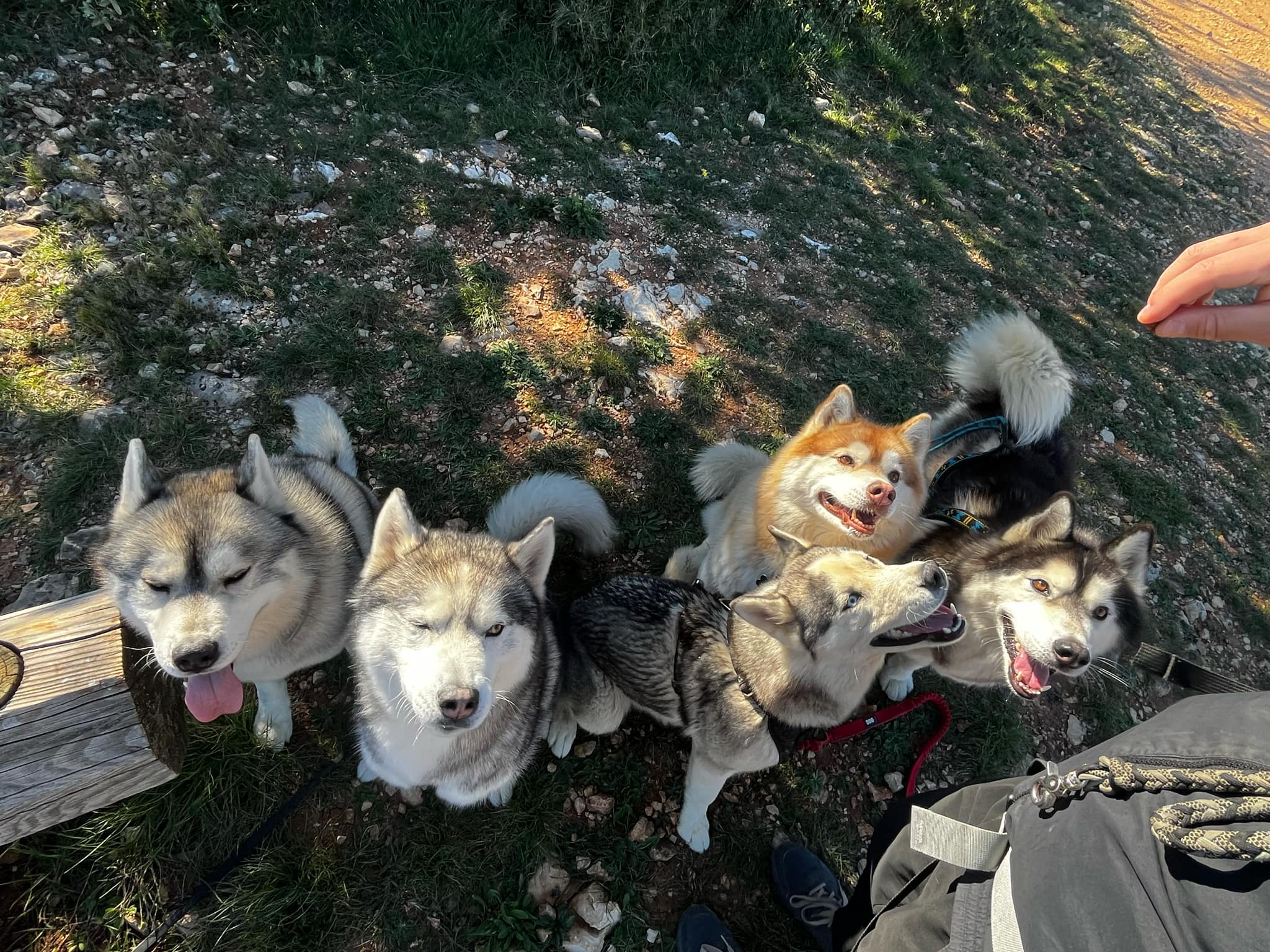 Cours et balade collective de socialisation canine à Nîmes avec un groupe de chiens attentifs, par Lien KaNin dans le Gard
