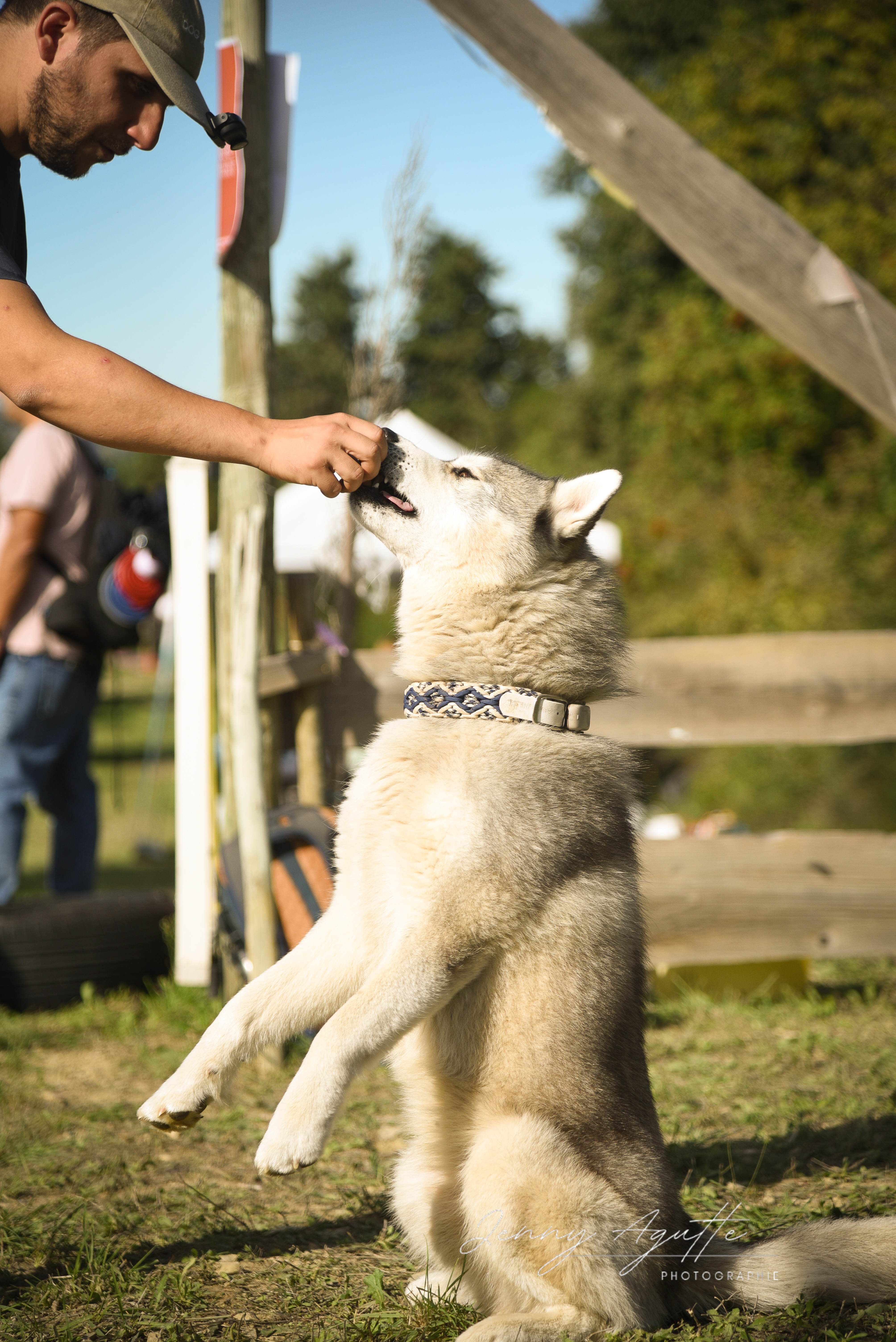 Cours de tricks et obéissance ludique à Nîmes : le chien Husky de Lien KaNin réalise un tour amusant en extérieur dans le Gard